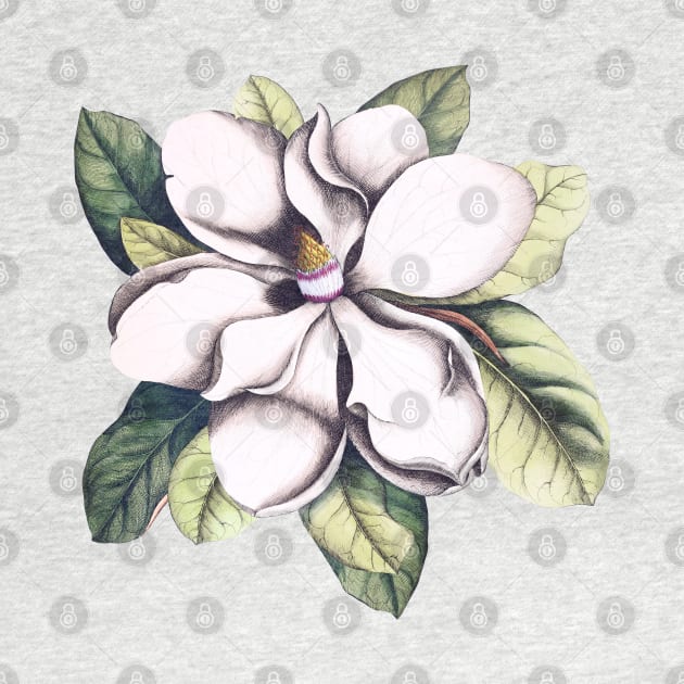 Magnolia Flower by CatyArte
